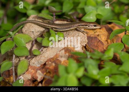 In the Bijagos Archipelago, West Africa, an African skink (Trachylepis affinis) basks on a sunlit rock. Stock Photo
