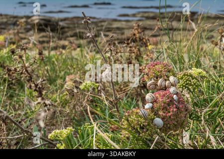 Land snails on a flower by the Atlantic ocean coast in Finistère, Bretgane France Stock Photo