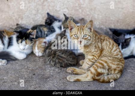 Cat and kittens living in a street in Essaouira,, Morocco Stock Photo