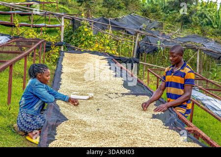Coffee washing station in Kivu, western province, Rwanda Stock Photo