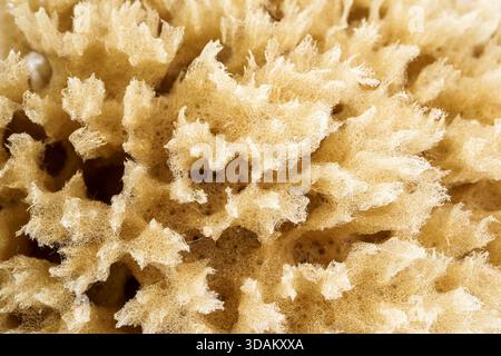 Close-up of a natural marine sponge showing its porous, textured surface. Stock Photo