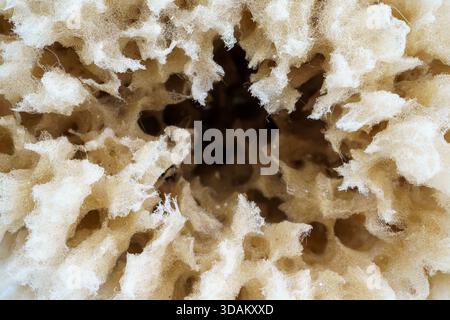Close-up of a natural marine sponge showing its porous, textured surface. Stock Photo