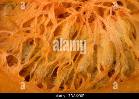 Close-up of fibrous pumpkin interior with tangled orange seed strands. Stock Photo