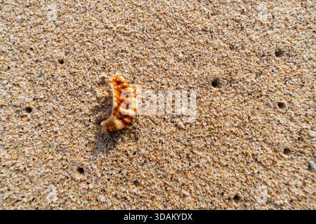 Close-up of a small, broken seashell fragment with warm orange and white stripes resting on fine, golden-brown beach sand under natural sunlight. Stock Photo