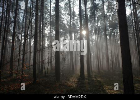Sun in forest between trees near Dąb. Jaworzno, Poland. Stock Photo