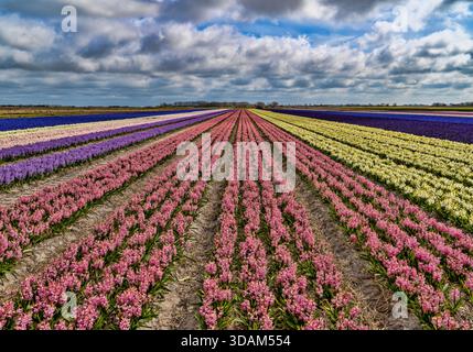 Colourful rows of flowering bulb fields on Texel island in the Netherlands under a dramatic cloudy sky during spring. Stock Photo