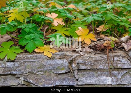 Close-up of green and yellow leaves spreading above a textured stone wall in a garden. The mix of colors and organic patterns captures the gentle tran Stock Photo