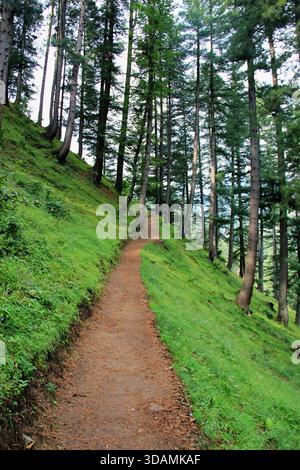 A dirt path winding through a vibrant field of orange poppies Stock ...