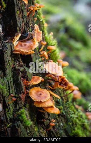 A vertically oriented photograph showing a dense multitude of tiny, bright orange mushrooms (Mycena or Flammulina) emerging from the moss and heavily Stock Photo