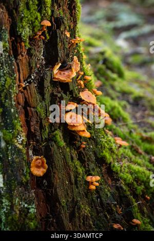 A vertically oriented photograph showing a dense multitude of tiny, bright orange mushrooms (Mycena or Flammulina) emerging from the moss and heavily Stock Photo
