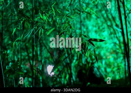 Close-up of bamboo branches and leaves glowing in teal hues, creating a mystical forest ambiance at twilight. Stock Photo