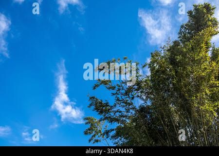 Bamboo Forest, bamboo trees against blue sky with clouds background. Chinese garden in Spring. China Stock Photo