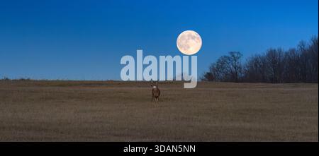 The full moon rising over a white-tailed buck during the November rut in northern Wisconsin. Stock Photo