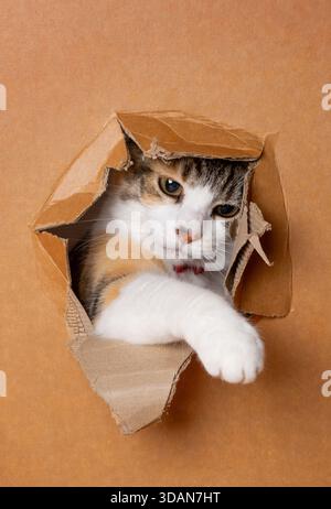 A cute adult cat putting it's paw through a hole in a cardboard box Stock Photo