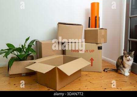 A pet cat sitting next to cardboard packing boxes stacked in a house Stock Photo