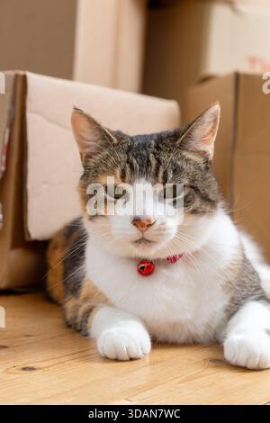 A pet cat lying down next to cardboard packing boxes stacked in a house. Stock Photo