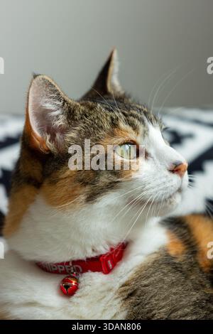 A portrait of a beautiful shorthaired cat looking away from camera Stock Photo