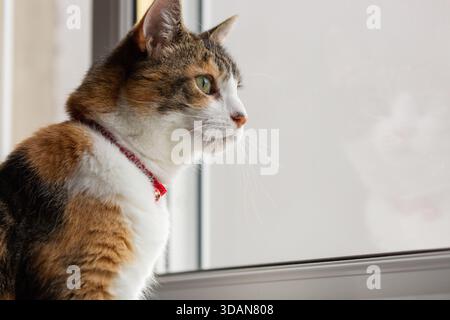 A beautiful shorthaired cat looking through the window Stock Photo