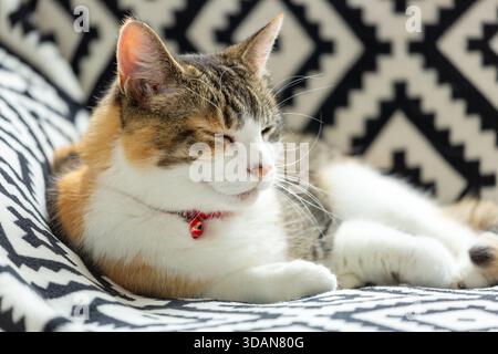 A beautiful shorthaired cat sleeping on a sofa Stock Photo