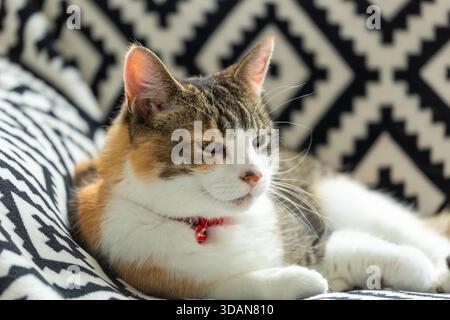 A portrait of a beautiful shorthaired cat lying down on a sofa Stock Photo