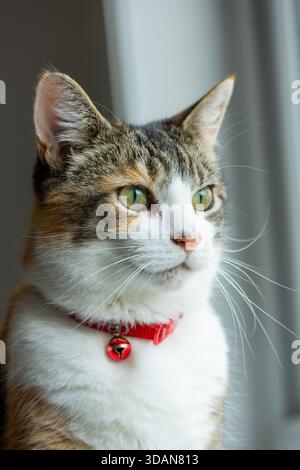 A portrait of a beautiful shorthaired cat looking through the window Stock Photo