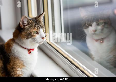 A beautiful shorthaired cat looking through the window Stock Photo