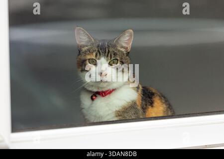 A domestic cat looking out through a house window Stock Photo