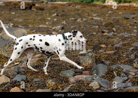 A Dalmatian dog running on seaweed covered rocks along the seashore, Scotland Stock Photo