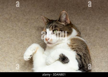 A portrait of a beautiful shorthaired cat lying on it's back Stock Photo