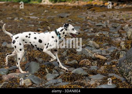 A Dalmatian dog running on seaweed covered rocks along the seashore, Scotland Stock Photo