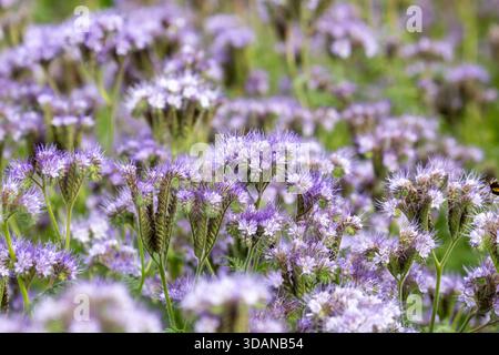 Phacelia tanacetifolia, Lacy Phacelia blooming in July in Fife, Scotland. Stock Photo