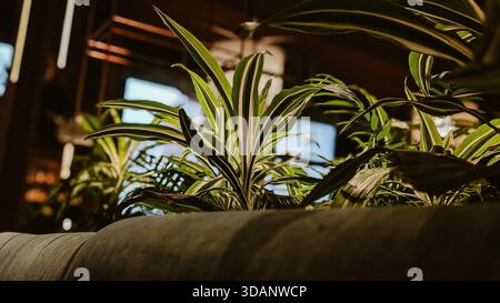 moody indoor houseplant dracaena with backlighting and dark interior Stock Photo