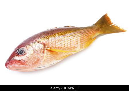 Food, Whole Red Snapper Isolated On White Stock Photo