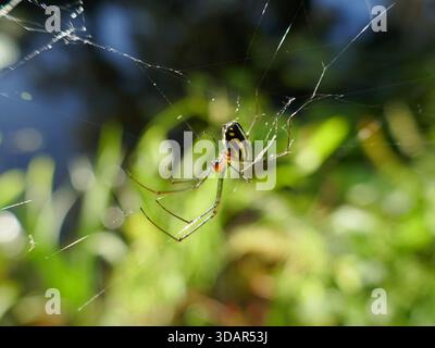 Orchard Orbweaver - Leucauge venusta spider hanging upside down on web Stock Photo