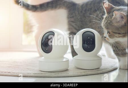 Curious cute tabby cat looking at home CCTV cameras on carpet while sneaking in living room. CCTV camera for pets concept. Stock Photo