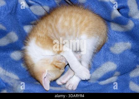 Top View of Adorable Orange and White Tabby Kitten Sleeping Peacefully Curled Up on Blue Fleece Blanket Stock Photo