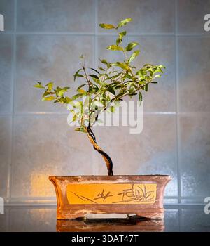 imitation bonsai Buy an artificial Bonsai tree from LeopoldFlora main image 0