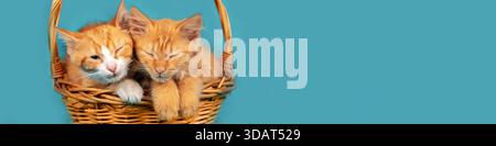 Two adorable ginger kittens are sleeping in a basket on a blue background. Horizontal banner Stock Photo