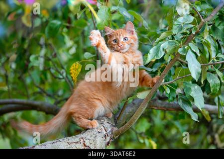 A funny ginger kitten waves hello with its paw while sitting on a tree in the garden Stock Photo