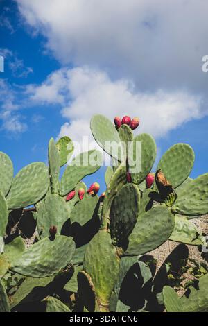Prickly pear and cactus on sunny day Stock Photo