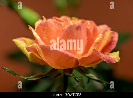 Potted Orange and Yellow Rose with Buds Stock Photo