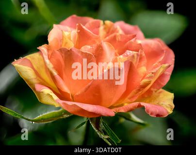 Orange and Yellow Striped Rose Bud Backdrop Stock Photo