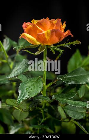Orange and Yellow Striped Rose Bud Backdrop Stock Photo