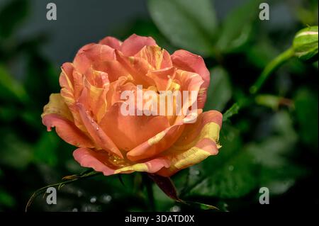 Orange Striped Rose and Bud on Wet Leaves Stock Photo