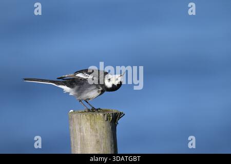 Pied Wagtail - Motacilla alba yarrellii Stock Photo