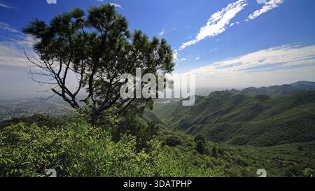 View of a lush green mountainside with a single tree standing tall against the backdrop of a bright blue sky with fluffy white clouds, Islamabad, Isla Stock Photo