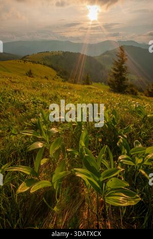 View of sun-kissed meadow grasses and vibrant green foliage cascade towards the viewer against a backdrop of rolling hills, Nova Hola, Banska Bystrica Stock Photo