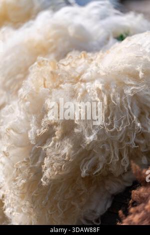 Detailed closeup of soft, curly sheep wool showcasing its natural, fluffy texture. Captured in Mtskheta, Georgia, it highlights the intricate fibers a Stock Photo