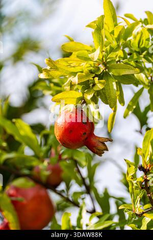 Vibrant pomegranate tree in Mtskheta, Georgia, showcasing lush green leaves and ripe red fruit. Captures the essence of Georgian nature and agricultur Stock Photo