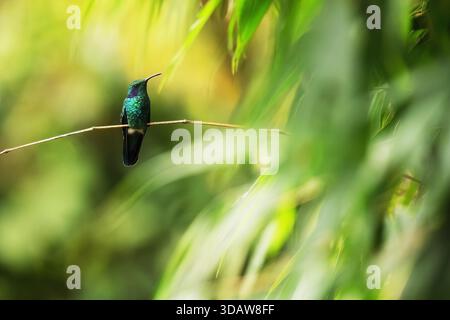 A vibrant lesser violetear hummingbird perched gracefully on a thin branch surrounded by lush greenery, showcasing its iridescent feathers against the Stock Photo
